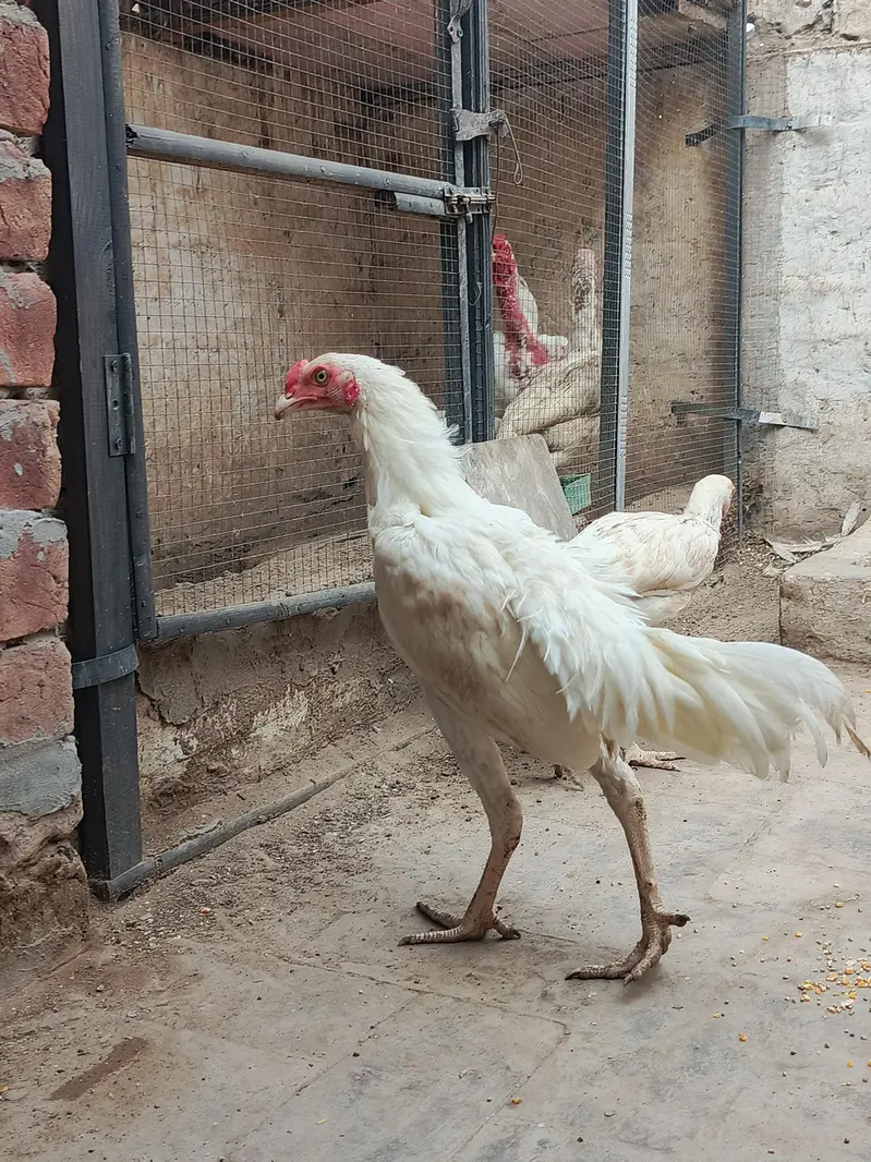 Aseel Heera Pair اصیل ہیرا جوڑا — photo 7