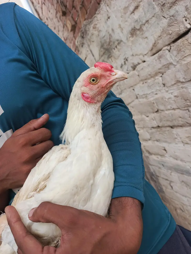 Aseel Heera Pair اصیل ہیرا جوڑا — photo 8