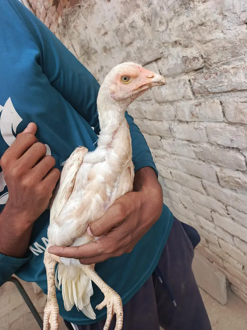 Aseel Heera Pair اصیل ہیرا جوڑا — photo 11