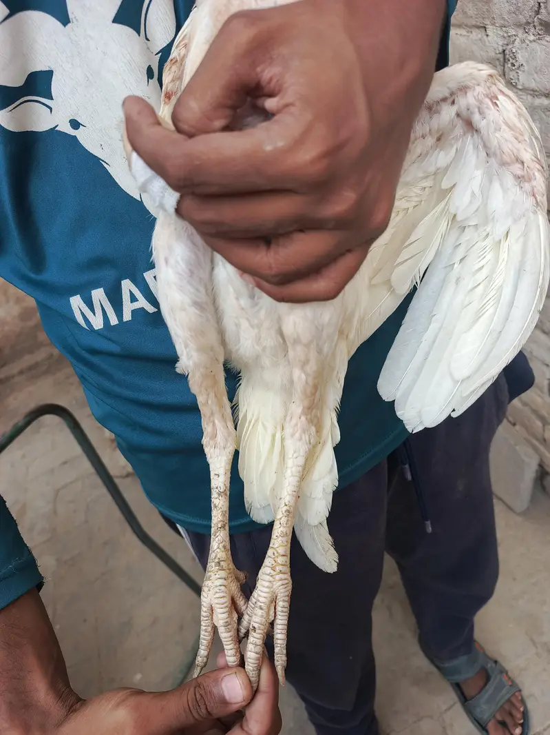 Aseel Heera Pair اصیل ہیرا جوڑا — photo 12