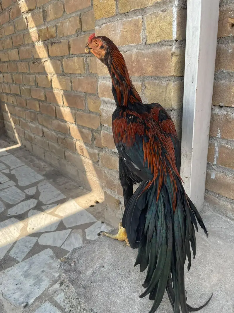 parrotbeak patha for sale — photo 2