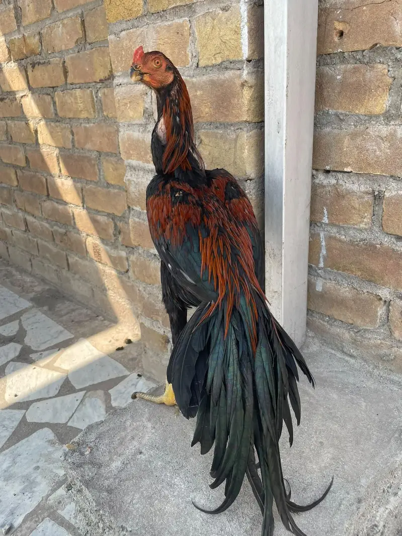 parrotbeak patha for sale — photo 3