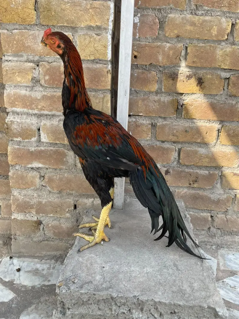 parrotbeak patha for sale — photo 4