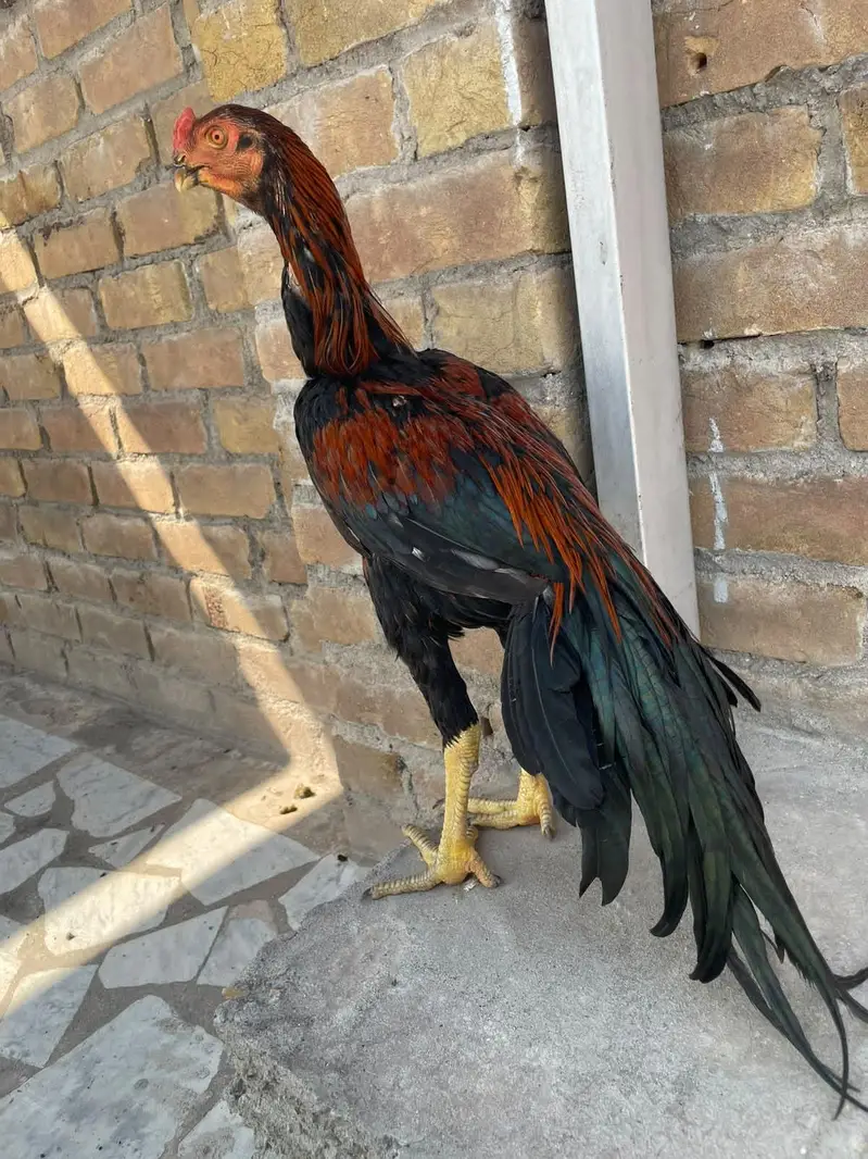 parrotbeak patha for sale — photo 5