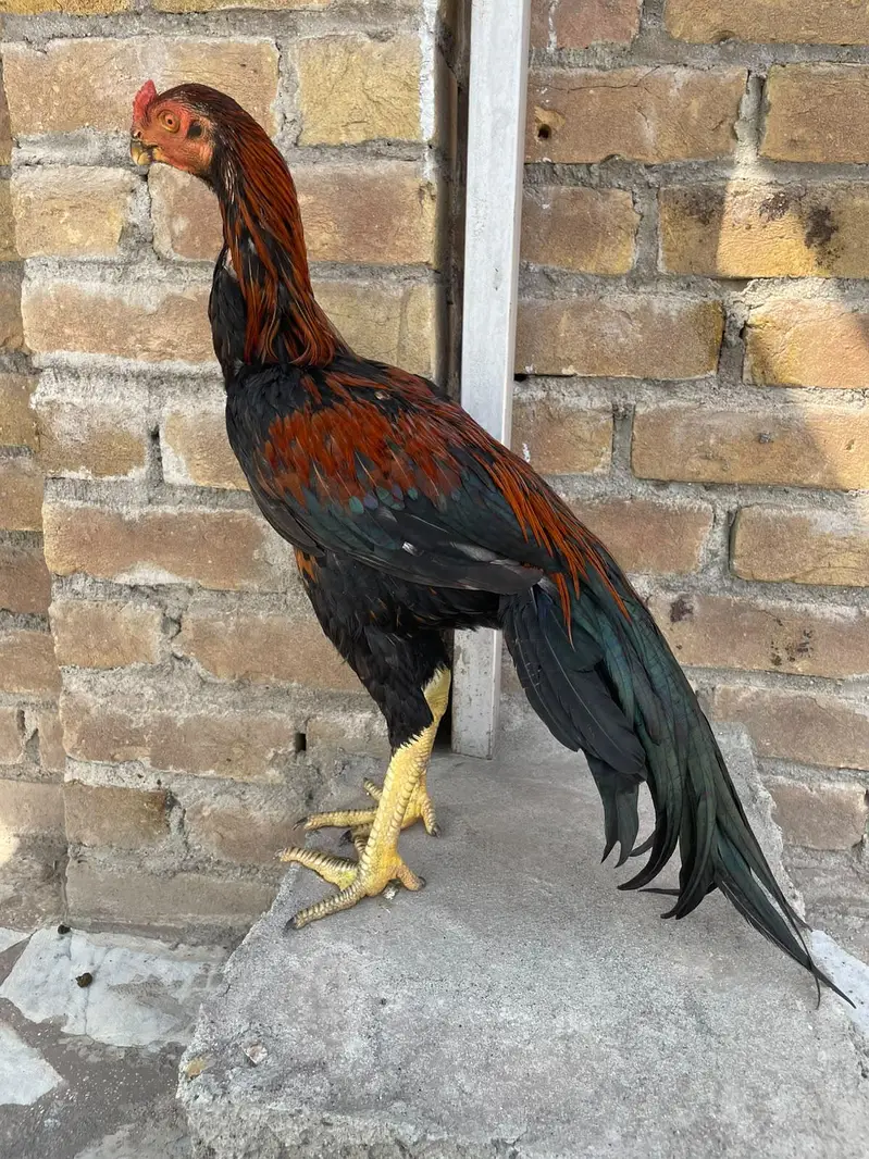 parrotbeak patha for sale — photo 6