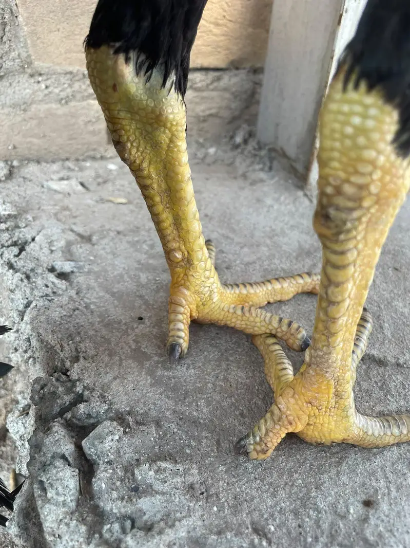 parrotbeak patha for sale — photo 8