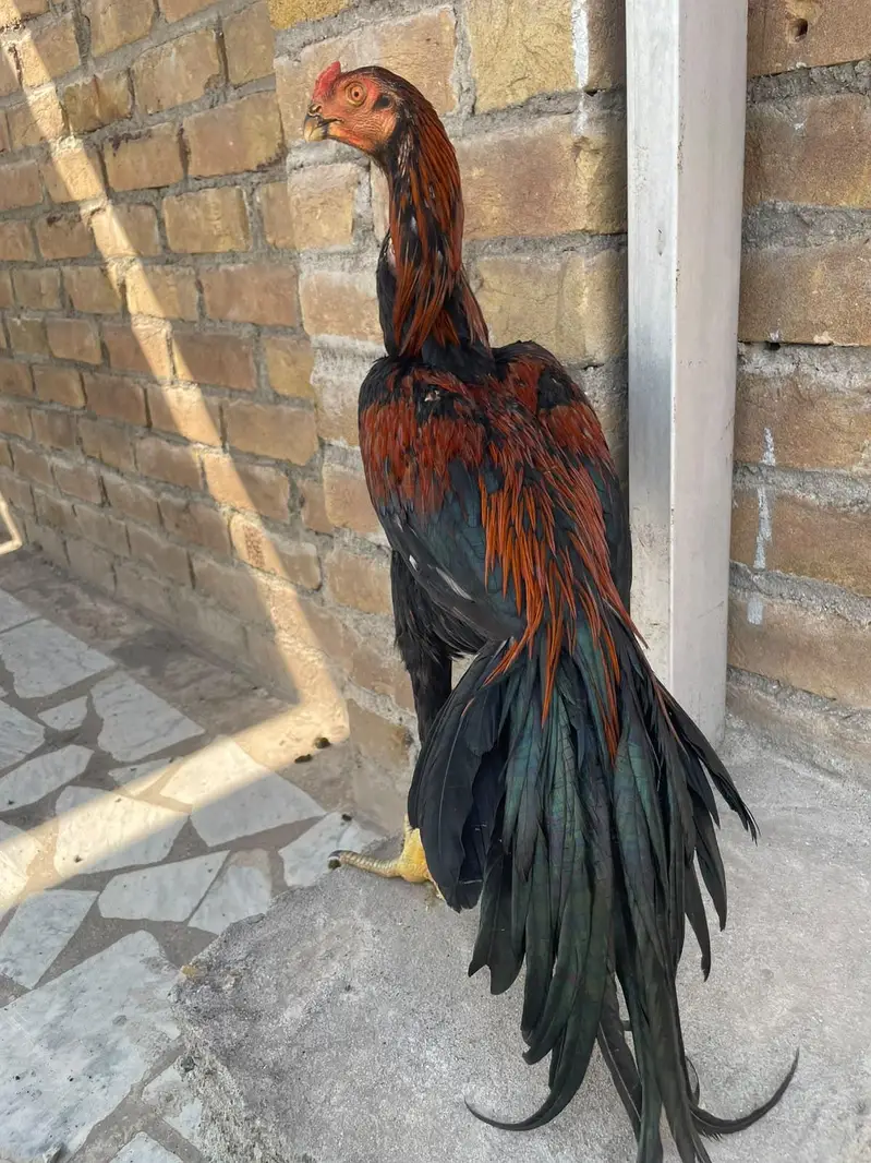 parrotbeak patha for sale — photo 10