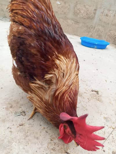 home pet