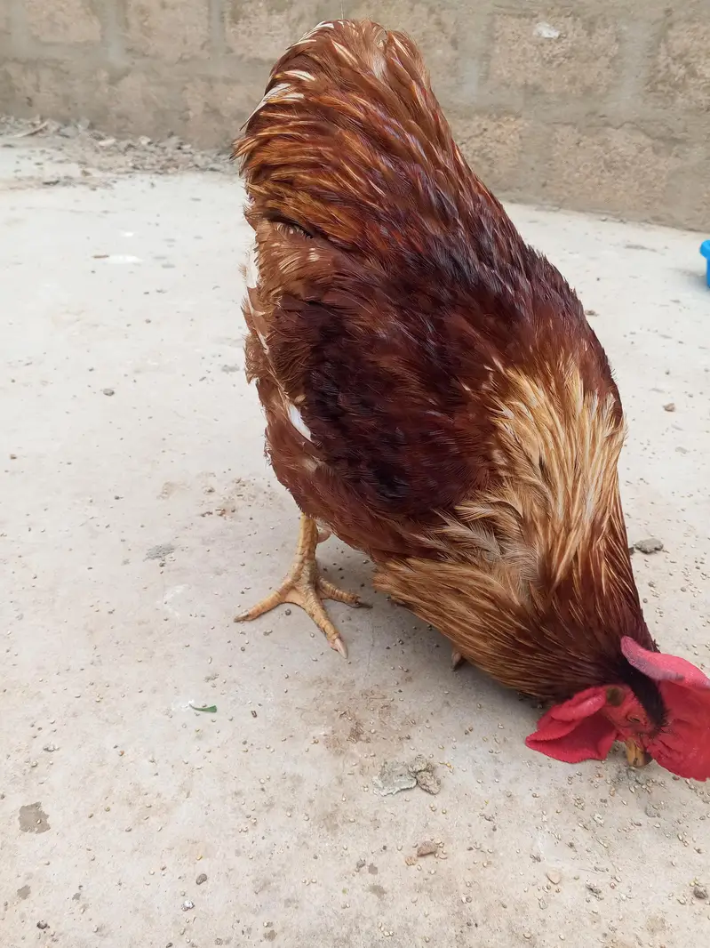 home pet — photo 2