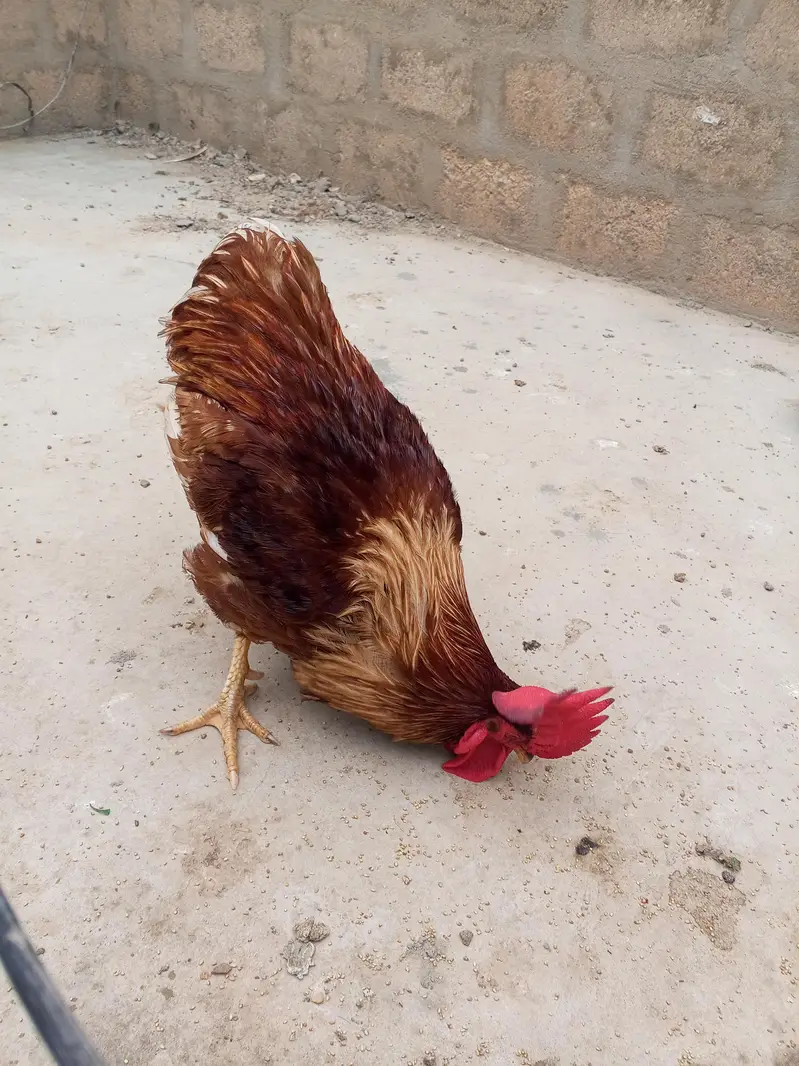 home pet — photo 3