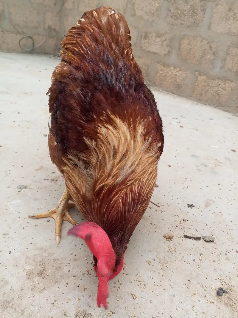 home pet — photo 4