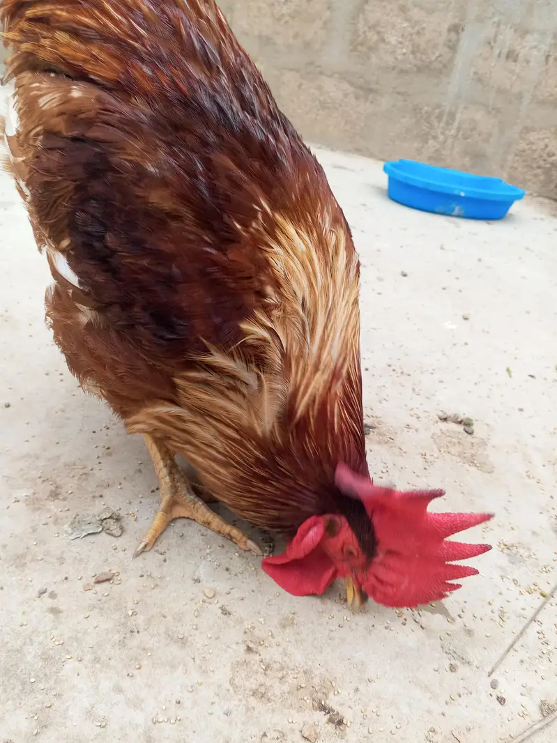 home pet — photo 5