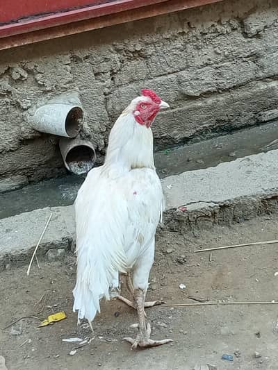 aseel Heera