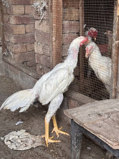 White Heera aseel pakistani