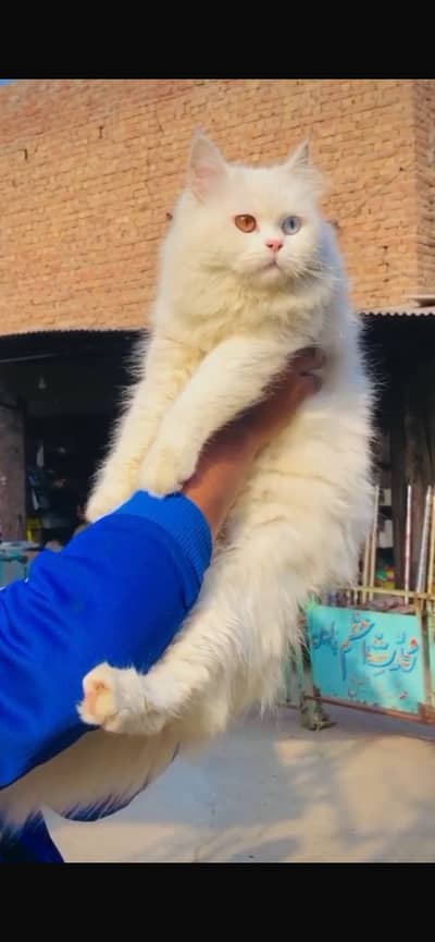 russian cat male for sale