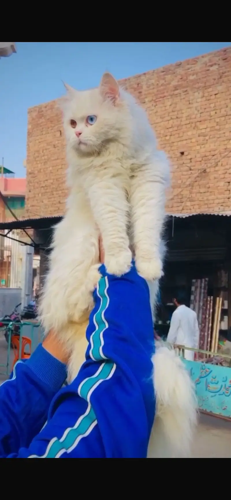 russian cat male for sale — photo 2