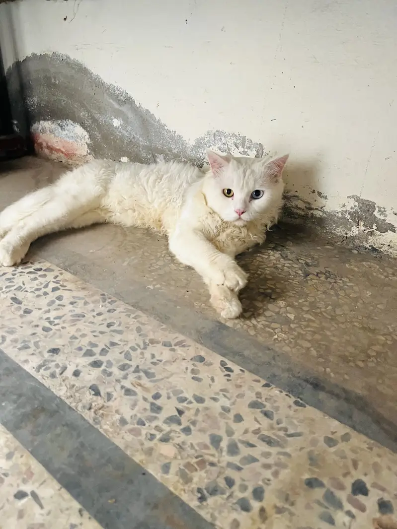 russian cat male for sale — photo 3