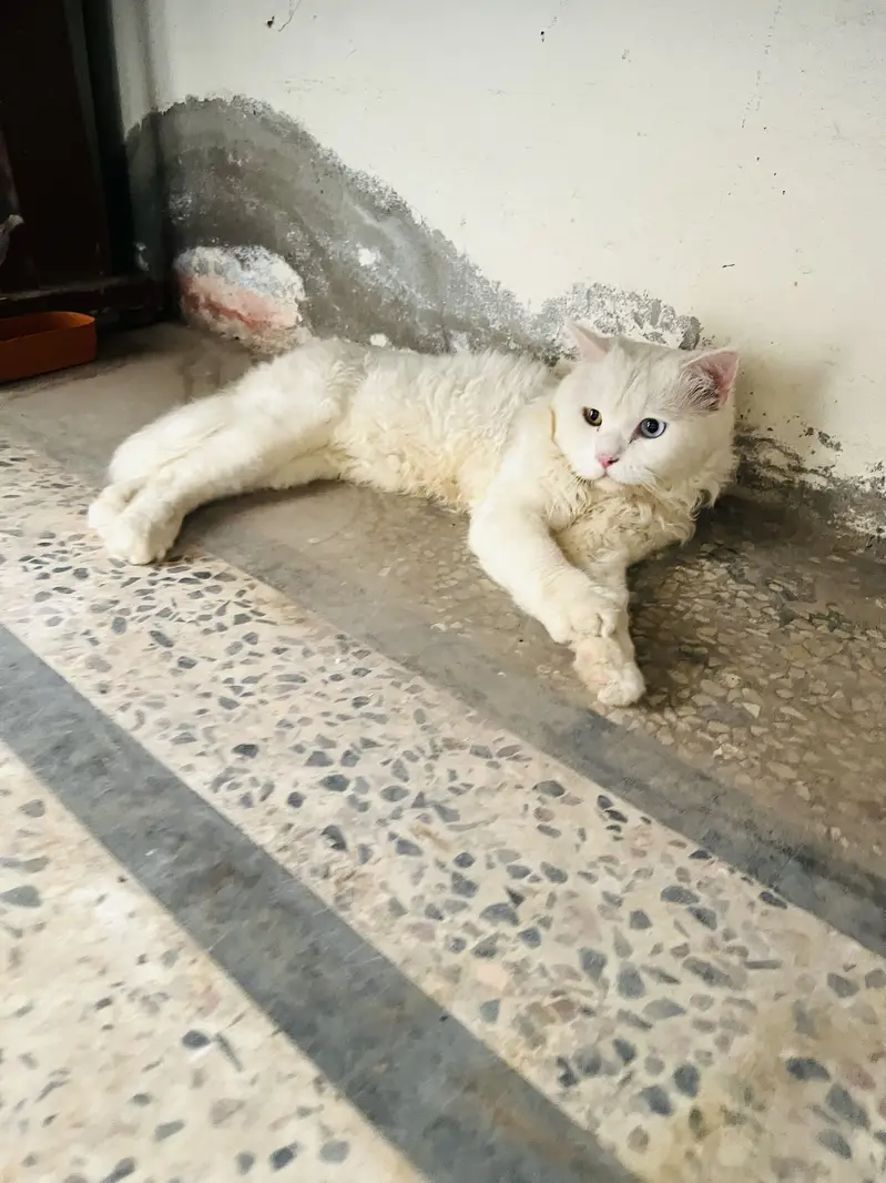 russian cat male for sale — photo 4
