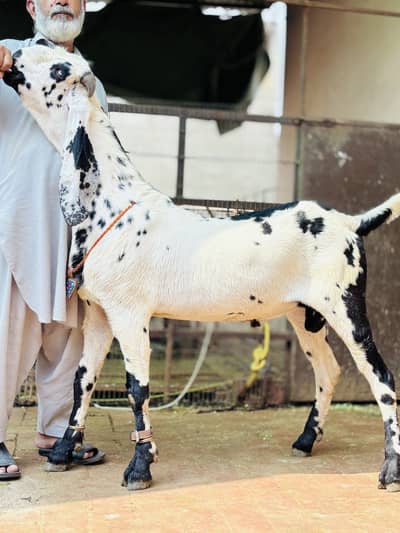 Amratsari cheena   bakra 03054978953
