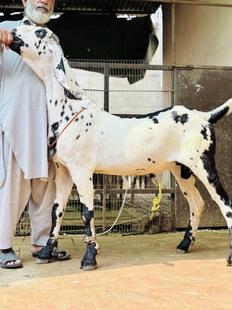 Amratsari cheena   bakra 03054978953 — photo 2