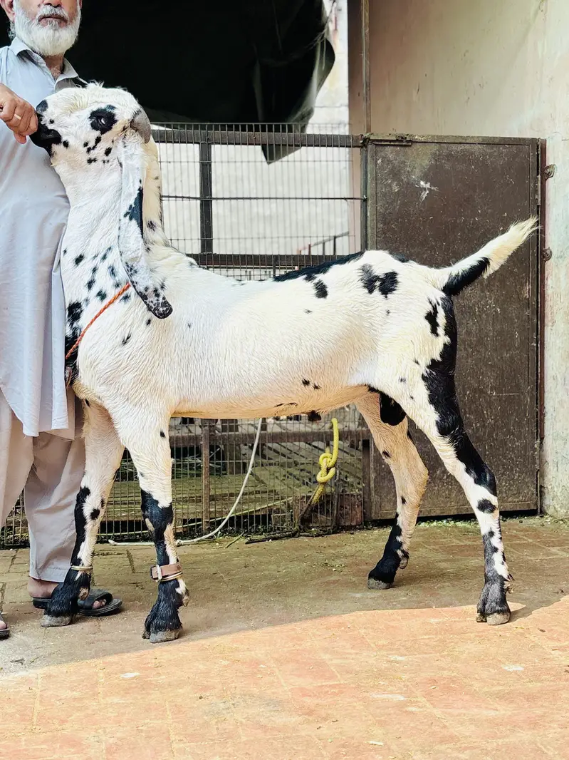 Amratsari cheena   bakra 03054978953 — photo 3