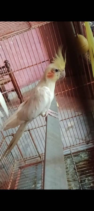 Common white Cockatiel breeder male for sale