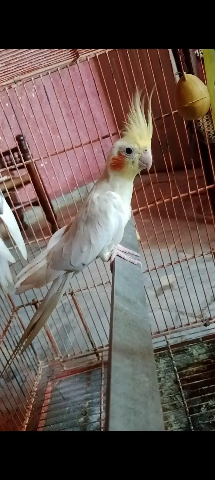 Common white Cockatiel breeder male for sale — photo 2