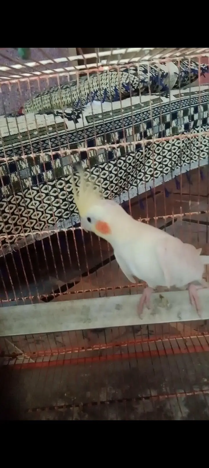 Common white Cockatiel breeder male for sale — photo 3