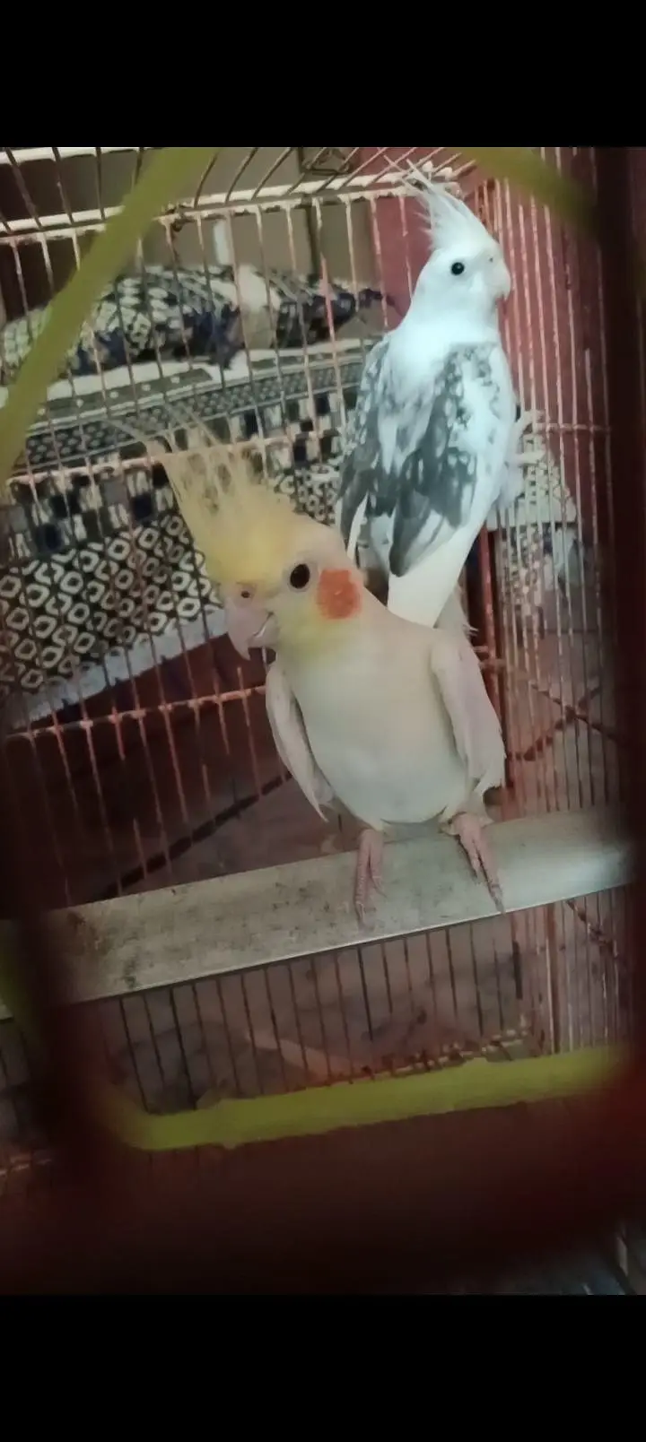 Common white Cockatiel breeder male for sale — photo 4