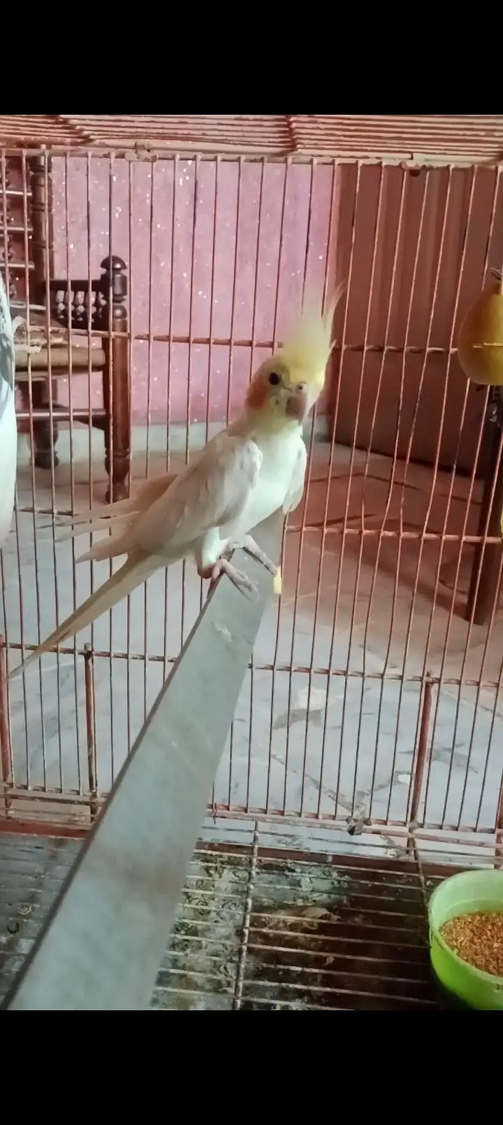 Common white Cockatiel breeder male for sale — photo 5