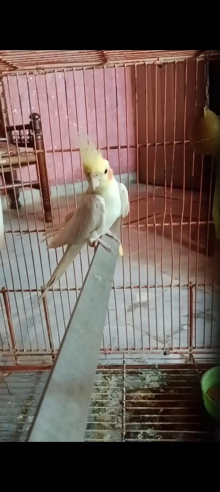 Common white Cockatiel breeder male for sale — photo 6