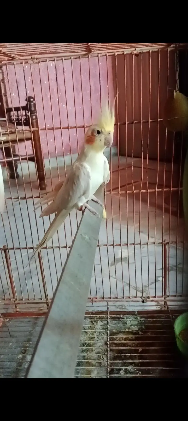 Common white Cockatiel breeder male for sale — photo 7