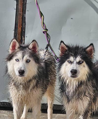 siberian huskey dogs