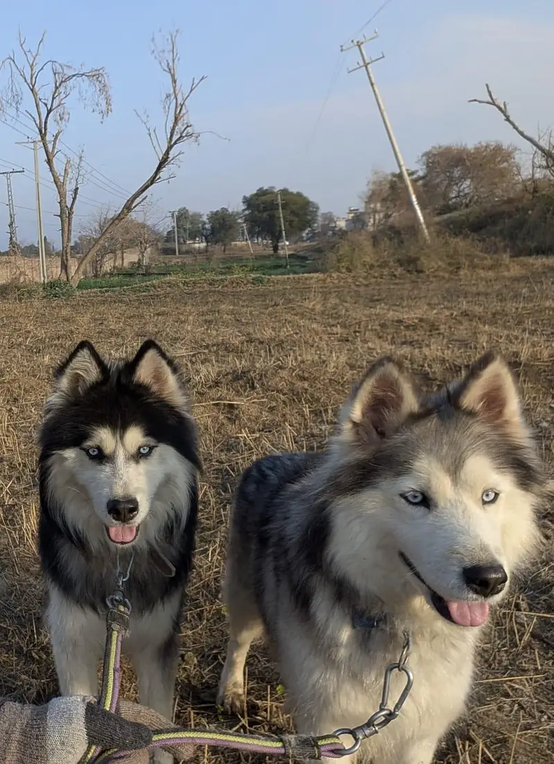 siberian huskey dogs — photo 2