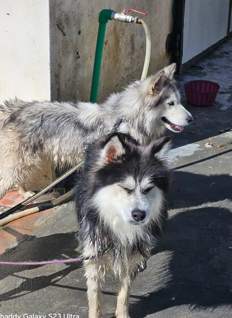 siberian huskey dogs — photo 3