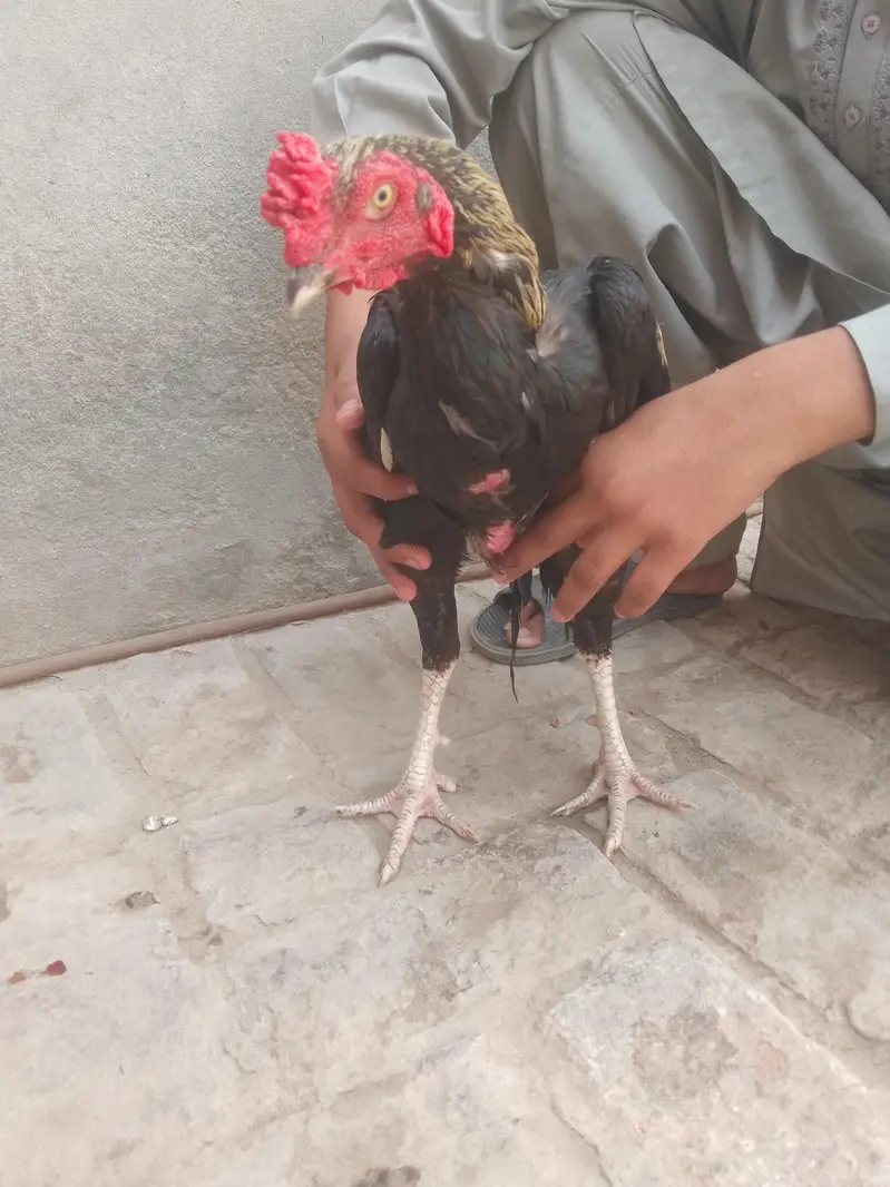 aseel miyawali — photo 3