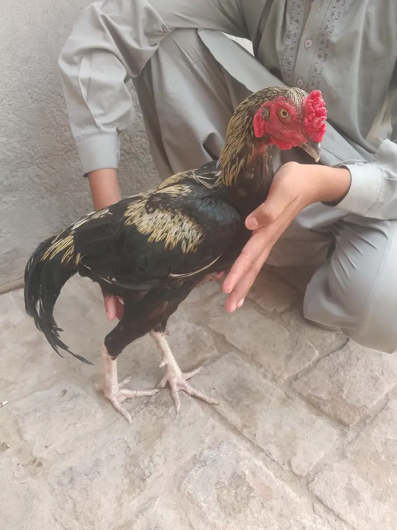 aseel miyawali — photo 4