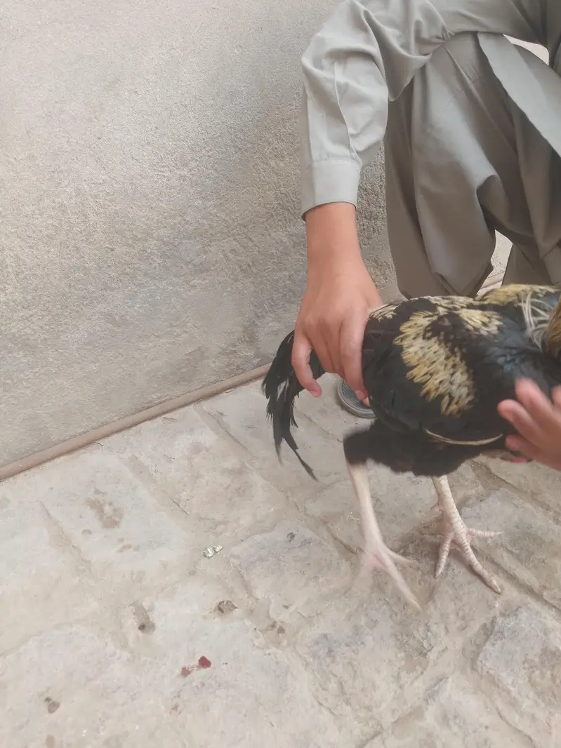 aseel miyawali — photo 5