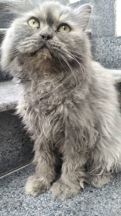 Persian cat for sale