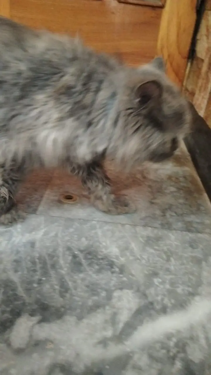 Persian cat for sale — photo 2