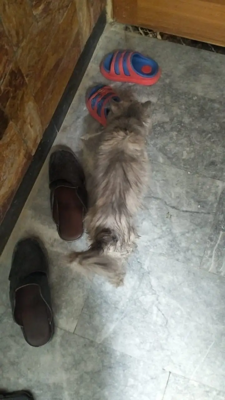 Persian cat for sale — photo 3