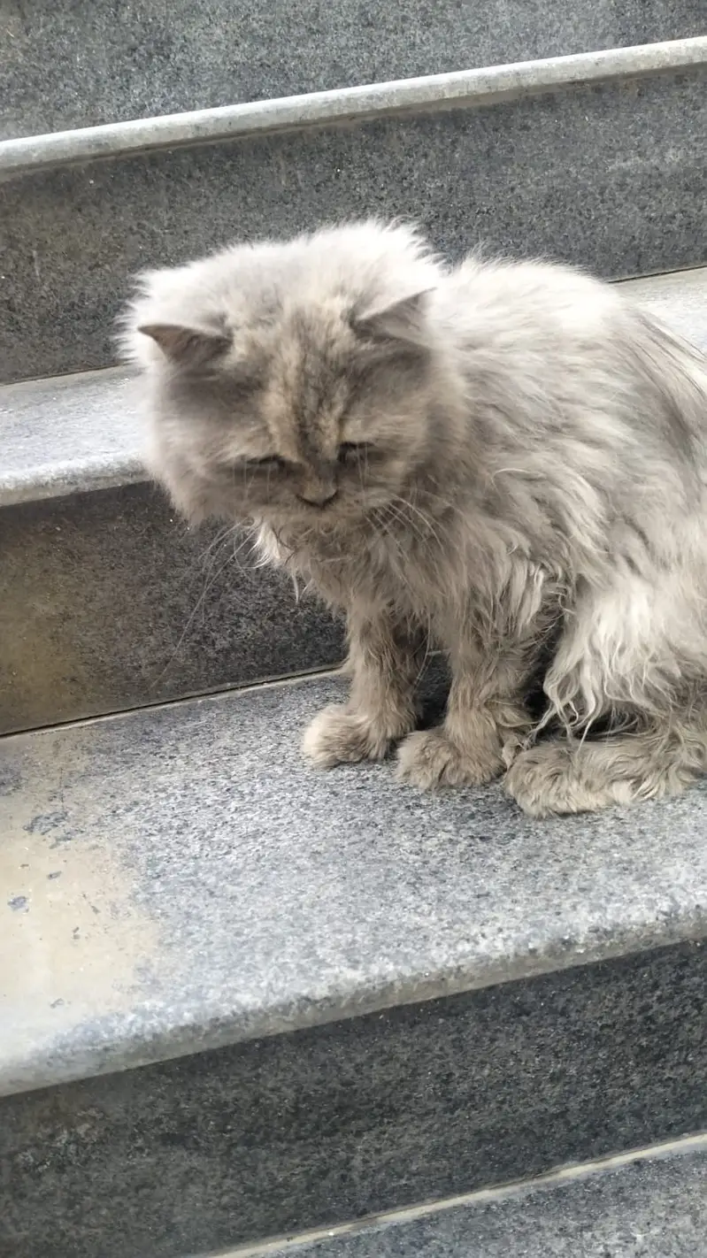 Persian cat for sale — photo 4