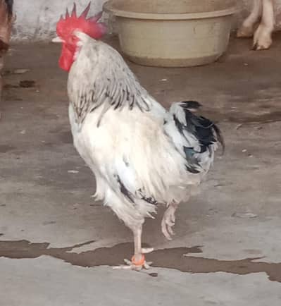 light Sussex heritage male for sale