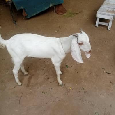 goats for sale