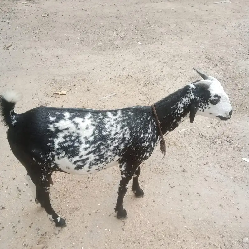 goats for sale — photo 2