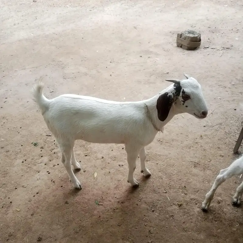 goats for sale — photo 3