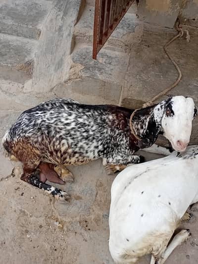 bakri