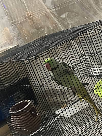 Raw parrot