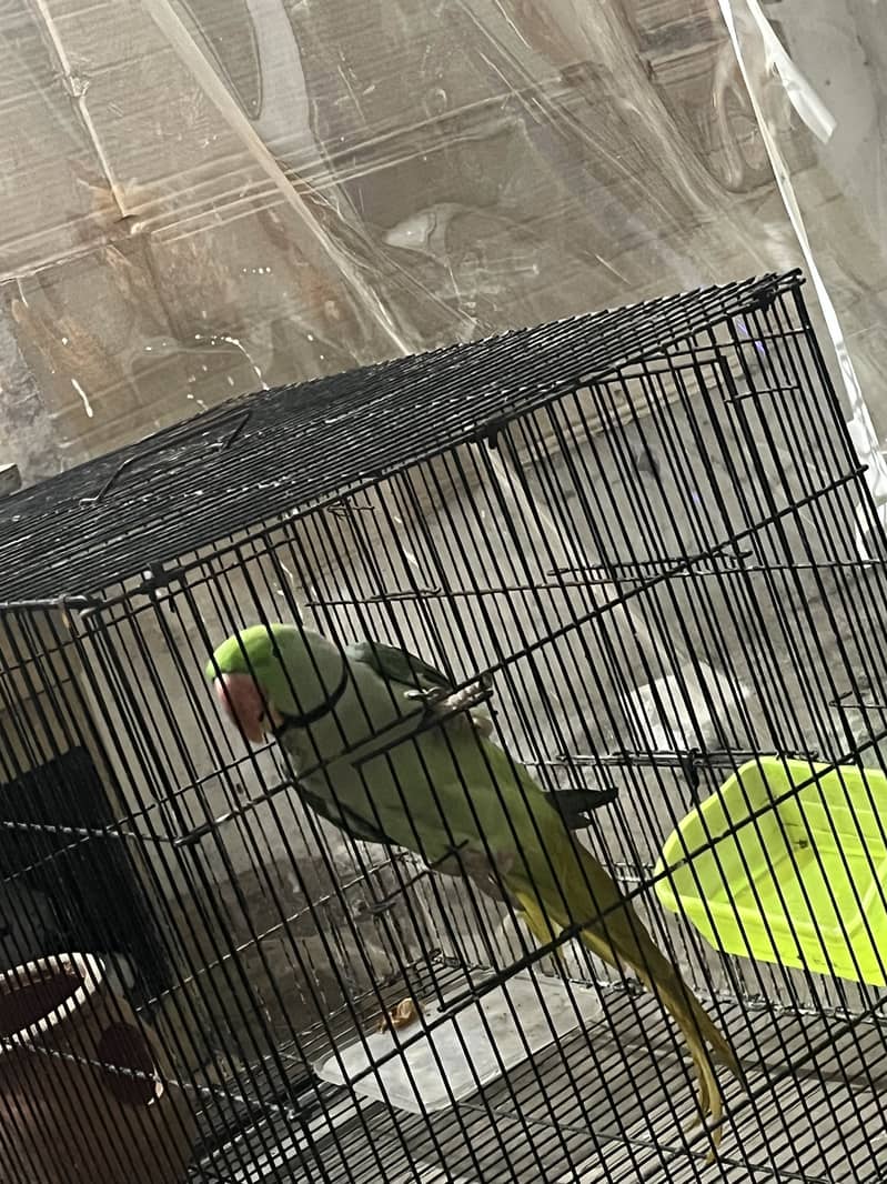 Raw parrot 1
