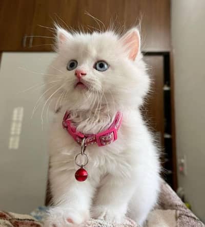 Affordable fluffy 2 white kittens with blue and black eyes for sale. . .